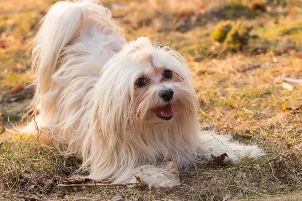 Bichon havanezer sales