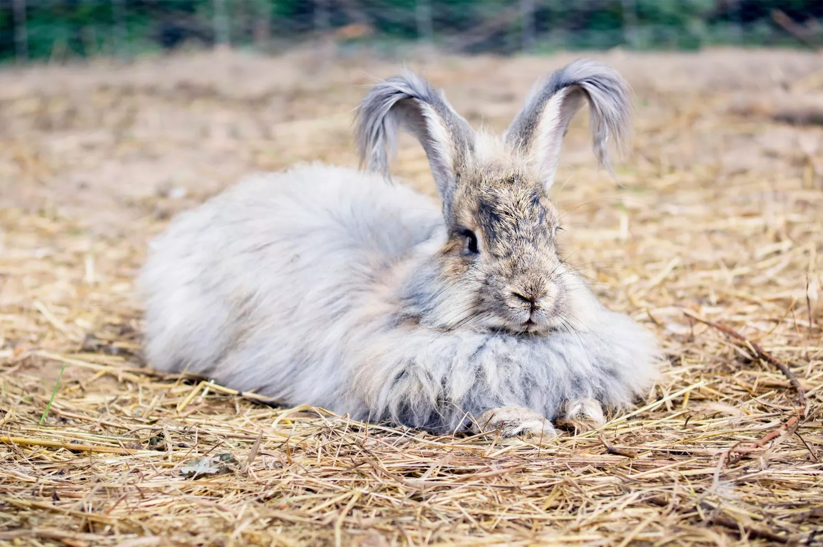 Sivi angora kunić na sijenu