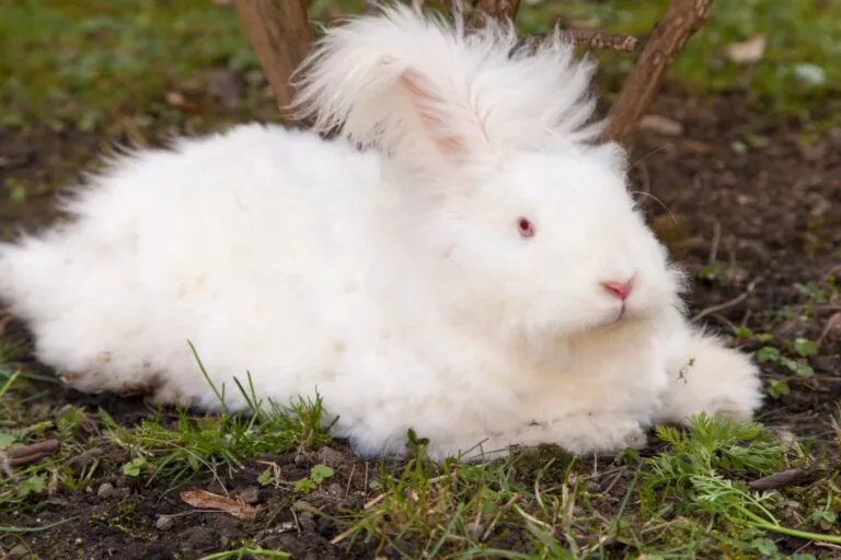 Angora kunić leži na travi