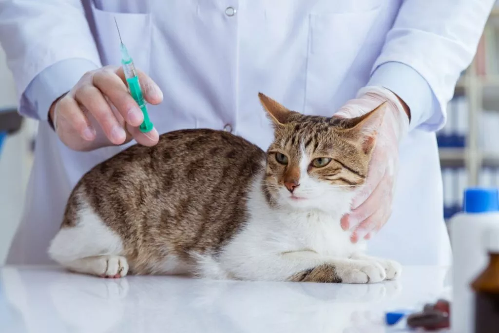 Cijepljenje protiv mačjeg kalicivirusa