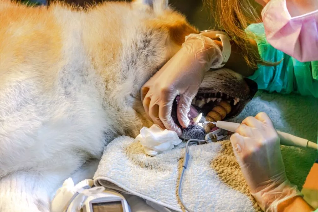 Uklanjanje kamenca psu pod anestezijom