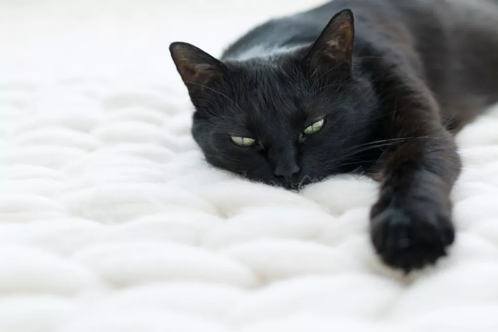 Bolesna mačka leži na prekrivaču.