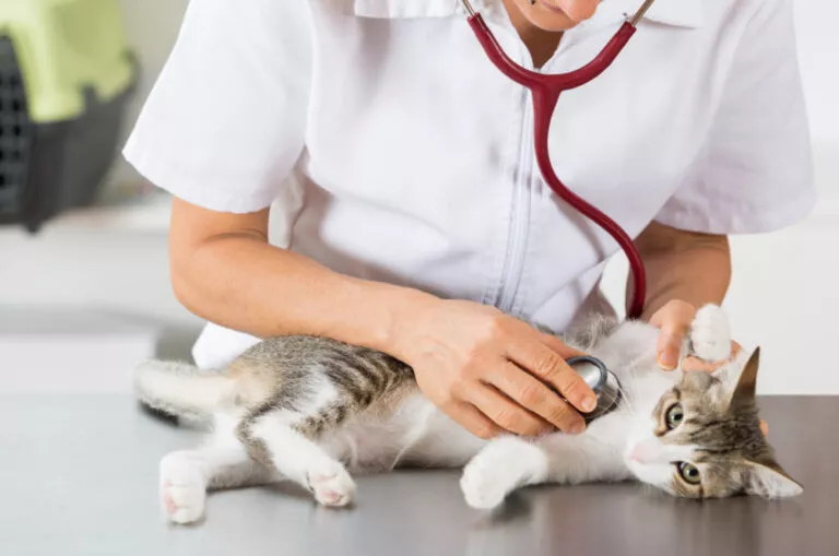 Veterinar stetoskopom preslušava mačku.