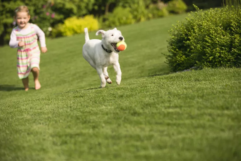 Bijeli pas se igra s djetetom u vrtu