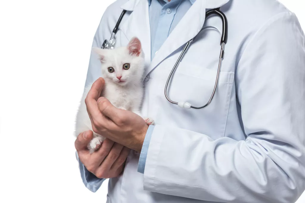 Veterinar drži bijelog mačića u rukama.