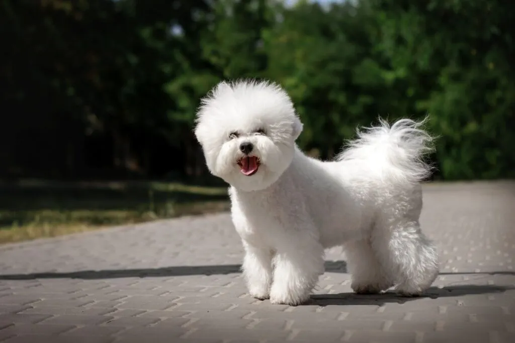 Zaigrani bichon frise u parku