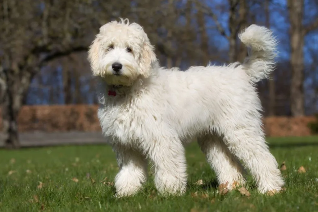 Bijeli labradoodle bez povodca u parku.