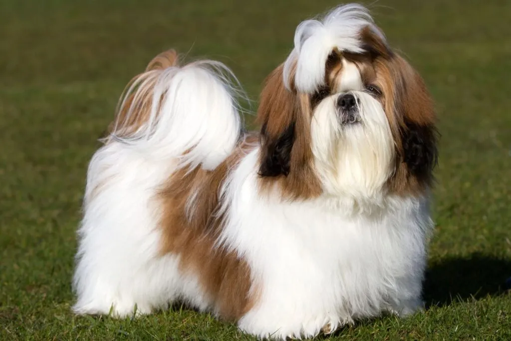Mladi Shih tzu smeđeg i bijelog krzna.