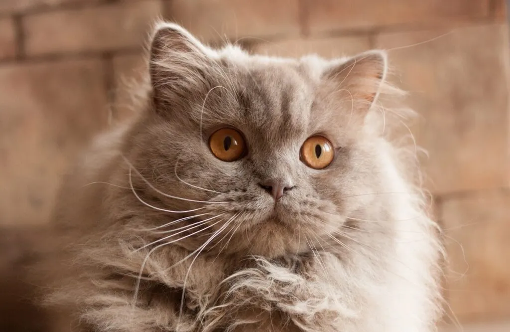 Britanska dugodlaka mačka ljubičaste boje