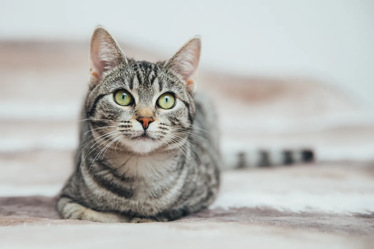 Mačka tabby uzorka krzna
