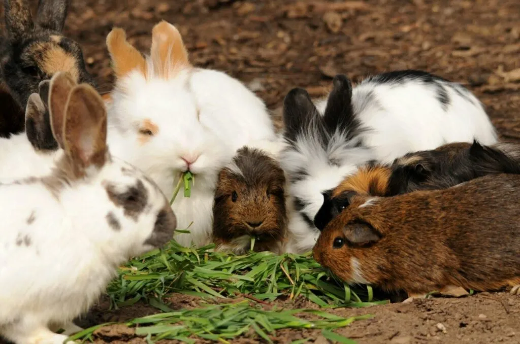 Kunići i zamorci zajedno jedu svježe zelenilo.