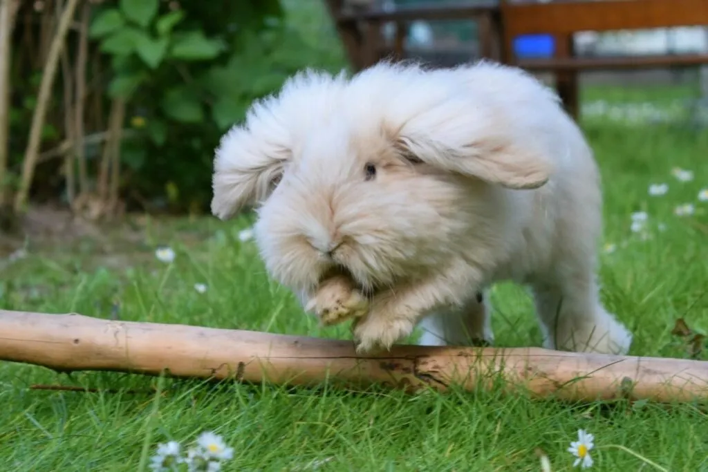 Teddy rabbit ovnolikog tipa preskače granu