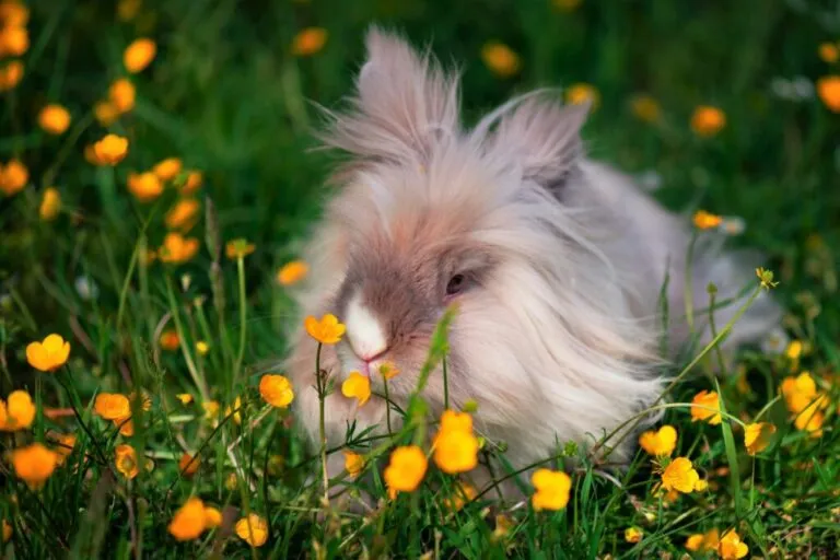 Teddy rabbit na livadi, okružen žutim cvijećem.