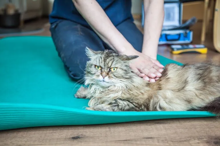 Mačka na fizikalnoj terapiji