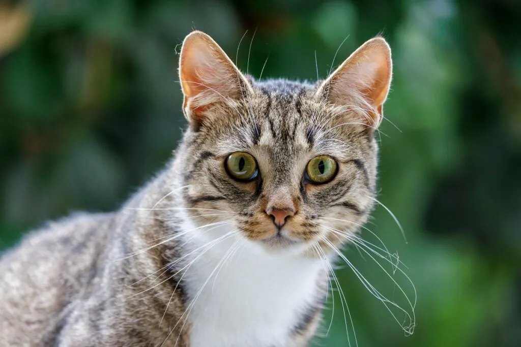 Mačka trobojnog krzna s bujnim i dugim brkovima