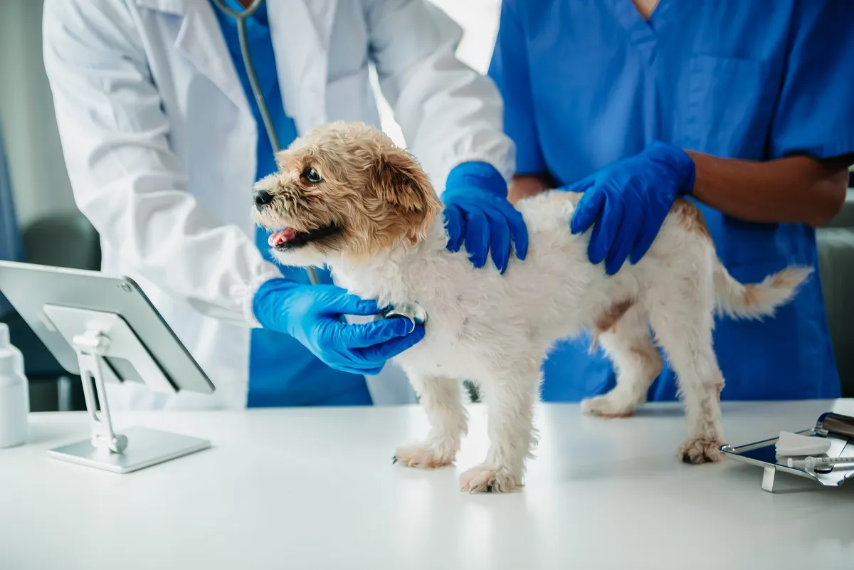 Pas na veterinarskom pregledu.