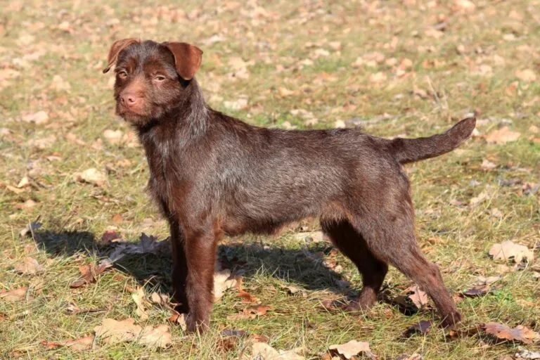 Patterdalski terijer smeđe boje dlake