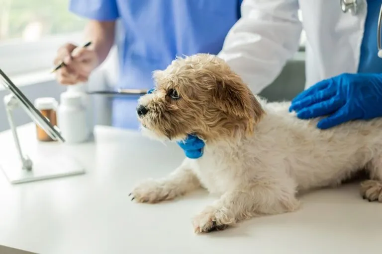 Veterinar pregledava psa zbog raka testisa