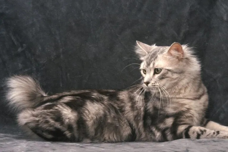 Američki bobtail