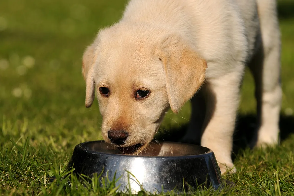 Bijeli labrador pije iz zdjelice