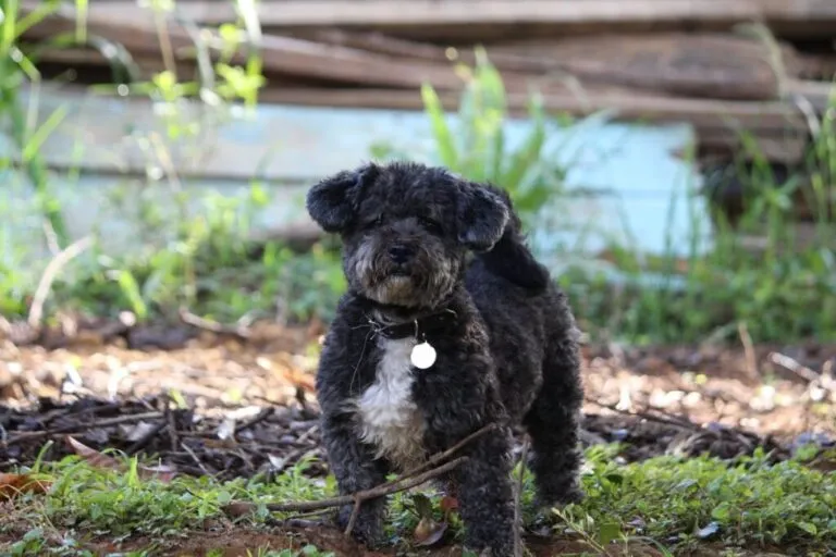 Schnoodle crno-bijelog krzna