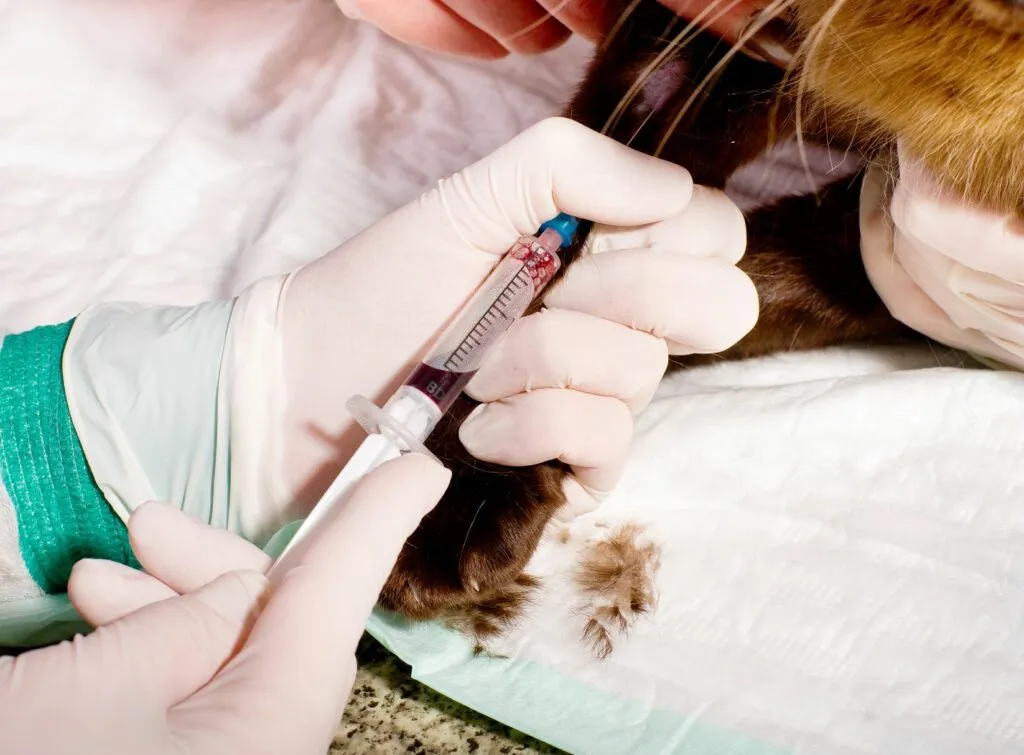 veterinar vadi krv mački