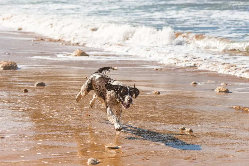 Pas na plaži, trči uz more