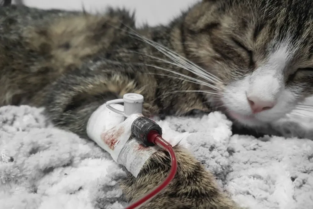 Mačka dobiva transfuziju krvi
