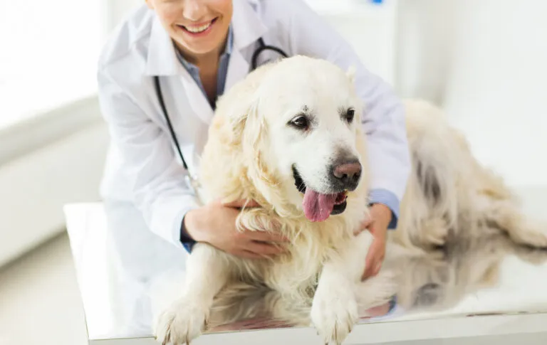 Pregled psa kod veterinara