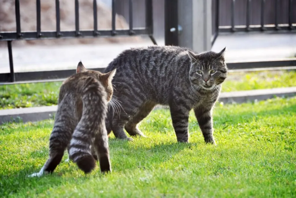 Dvije mačke sikću