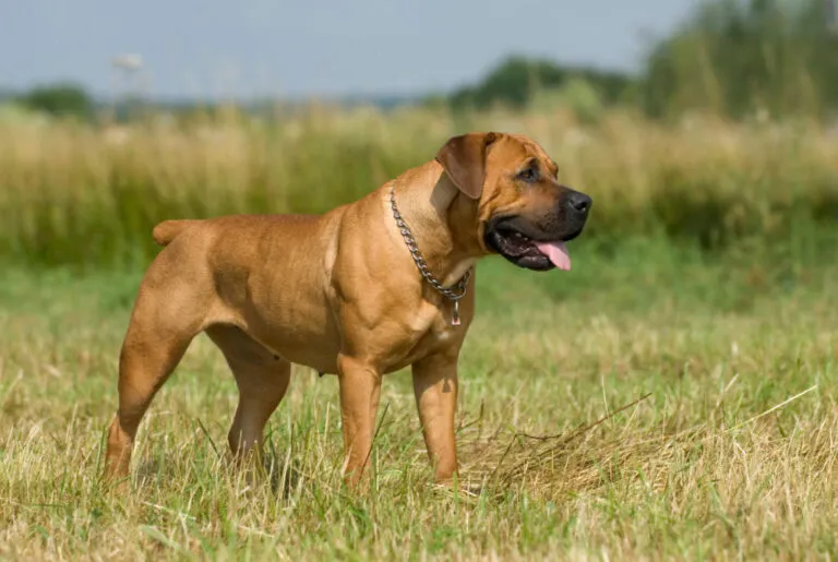Boerbel stoji na livadi