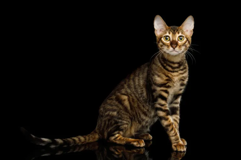 Toyger mačka