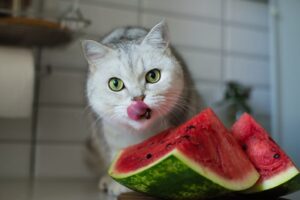 Smiju li mačke jesti lubenicu?