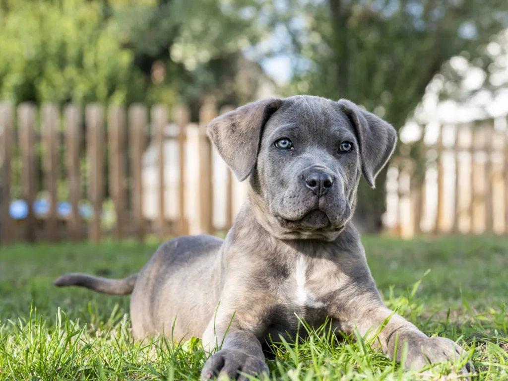 Cane corso štene