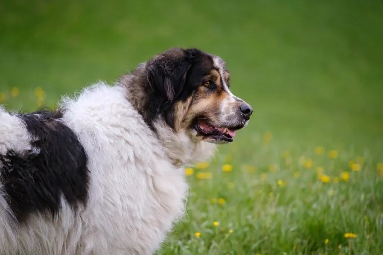 Tornjak - Bosnian Herzegovinian - Croatian Shepherd dog