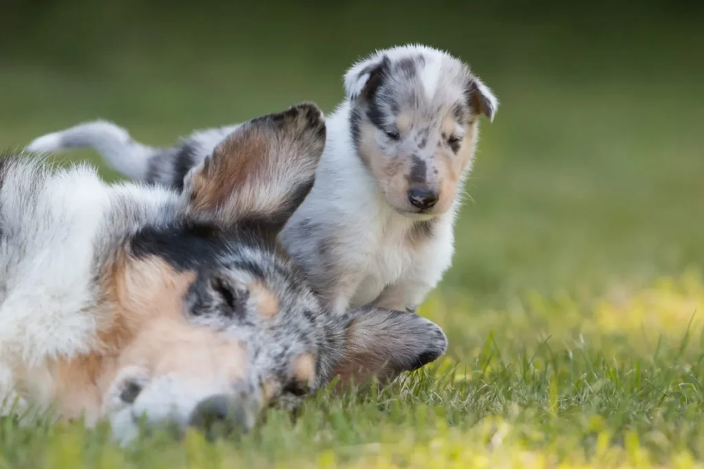 colley poil court chiot